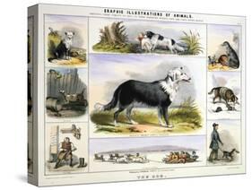 The Dog, C1850-Benjamin Waterhouse Hawkins-Stretched Canvas
