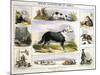 The Dog, C1850-Benjamin Waterhouse Hawkins-Mounted Giclee Print