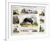 The Dog, C1850-Benjamin Waterhouse Hawkins-Framed Giclee Print