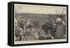 The Dog Derby, a Sketch at Altcar-null-Framed Stretched Canvas