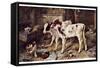 The Dog in the Manger, 1885-Walter Hunt-Framed Stretched Canvas
