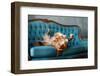 The Dog Lies on the Blue Couch. the Pet is Resting. Nova Scotia Duck Tolling Retriever, Toller-Dezy-Framed Photographic Print