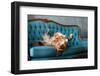 The Dog Lies on the Blue Couch. the Pet is Resting. Nova Scotia Duck Tolling Retriever, Toller-Dezy-Framed Photographic Print