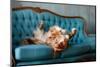 The Dog Lies on the Blue Couch. the Pet is Resting. Nova Scotia Duck Tolling Retriever, Toller-Dezy-Mounted Photographic Print