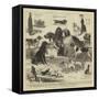 The Dog Show at the Crystal Palace-John Charles Dollman-Framed Stretched Canvas
