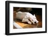 The Dogo Argentino also known as the Argentine Mastiff is a Large, White, Muscular Dog that Was Dev-Grisha Bruev-Framed Photographic Print