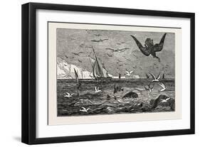 The Dolphin (Or Dorado) Pursuing the Flying Fish-null-Framed Giclee Print