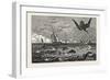 The Dolphin (Or Dorado) Pursuing the Flying Fish-null-Framed Giclee Print