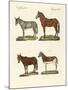 The Donkey and its Varieties-null-Mounted Giclee Print