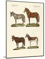 The Donkey and its Varieties-null-Mounted Giclee Print
