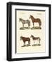 The Donkey and its Varieties-null-Framed Giclee Print