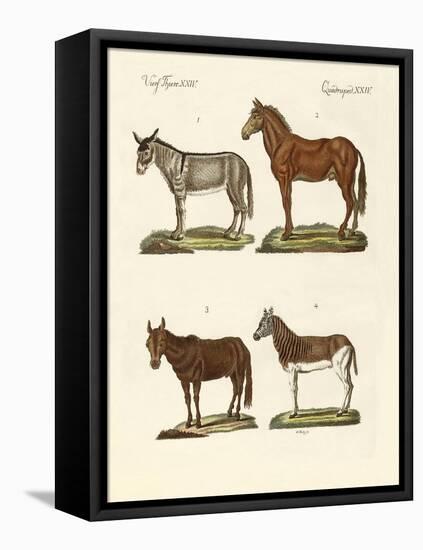 The Donkey and its Varieties-null-Framed Stretched Canvas