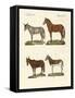 The Donkey and its Varieties-null-Framed Stretched Canvas