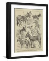 The Donkey Show at the Crystal Palace, Some of the Prize Winners-Harrison William Weir-Framed Giclee Print