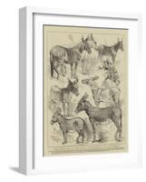 The Donkey Show at the Crystal Palace, Some of the Prize Winners-Harrison William Weir-Framed Giclee Print