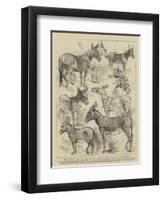 The Donkey Show at the Crystal Palace, Some of the Prize Winners-Harrison William Weir-Framed Premium Giclee Print