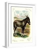 The Donkey-null-Framed Art Print