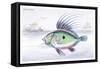 The Dory-Robert Hamilton-Framed Stretched Canvas