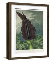 The Dragon Arum, engraved by Ward, from 'The Temple of Flora' by Robert Thornton, pub. 1801-Peter Charles Henderson-Framed Giclee Print