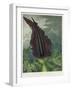 The Dragon Arum, engraved by Ward, from 'The Temple of Flora' by Robert Thornton, pub. 1801-Peter Charles Henderson-Framed Giclee Print