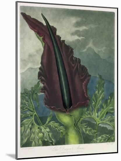 The Dragon Arum, engraved by Ward, from 'The Temple of Flora' by Robert Thornton, pub. 1801-Peter Charles Henderson-Mounted Giclee Print