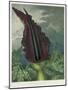 The Dragon Arum, engraved by Ward, from 'The Temple of Flora' by Robert Thornton, pub. 1801-Peter Charles Henderson-Mounted Giclee Print