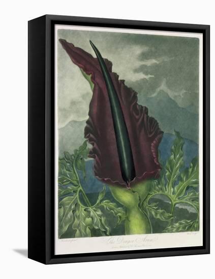 The Dragon Arum, engraved by Ward, from 'The Temple of Flora' by Robert Thornton, pub. 1801-Peter Charles Henderson-Framed Stretched Canvas