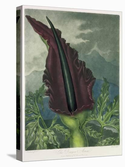 The Dragon Arum, engraved by Ward, from 'The Temple of Flora' by Robert Thornton, pub. 1801-Peter Charles Henderson-Stretched Canvas