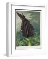 The Dragon Arum, engraved by Ward, from 'The Temple of Flora' by Robert Thornton, pub. 1801-Peter Charles Henderson-Framed Giclee Print
