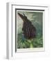 The Dragon Arum, engraved by Ward, from 'The Temple of Flora' by Robert Thornton, pub. 1801-Peter Charles Henderson-Framed Giclee Print