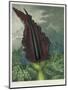 The Dragon Arum, engraved by Ward, from 'The Temple of Flora' by Robert Thornton, pub. 1801-Peter Charles Henderson-Mounted Giclee Print