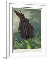 The Dragon Arum, engraved by Ward, from 'The Temple of Flora' by Robert Thornton, pub. 1801-Peter Charles Henderson-Framed Giclee Print