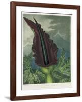 The Dragon Arum, engraved by Ward, from 'The Temple of Flora' by Robert Thornton, pub. 1801-Peter Charles Henderson-Framed Giclee Print