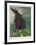 The Dragon Arum, engraved by Ward, from 'The Temple of Flora' by Robert Thornton, pub. 1801-Peter Charles Henderson-Framed Giclee Print