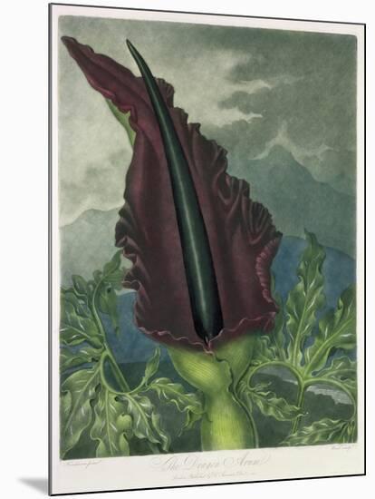 The Dragon Arum, engraved by Ward, from 'The Temple of Flora' by Robert Thornton, pub. 1801-Peter Charles Henderson-Mounted Giclee Print