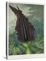 The Dragon Arum, engraved by Ward, from 'The Temple of Flora' by Robert Thornton, pub. 1801-Peter Charles Henderson-Stretched Canvas