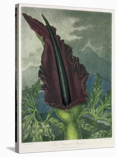 The Dragon Arum, engraved by Ward, from 'The Temple of Flora' by Robert Thornton, pub. 1801-Peter Charles Henderson-Stretched Canvas