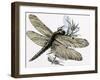 The Dragonfly-R. B. Davis-Framed Giclee Print