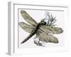 The Dragonfly-R. B. Davis-Framed Giclee Print