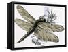 The Dragonfly-R. B. Davis-Framed Stretched Canvas