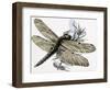 The Dragonfly-R. B. Davis-Framed Giclee Print