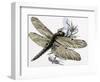 The Dragonfly-R. B. Davis-Framed Giclee Print