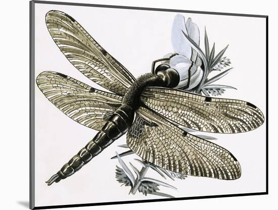 The Dragonfly-R. B. Davis-Mounted Giclee Print