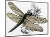 The Dragonfly-R. B. Davis-Mounted Giclee Print