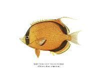 Dotted Butterflyfish-The Drammis Collection-Giclee Print