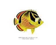 Dotted Butterflyfish-The Drammis Collection-Giclee Print