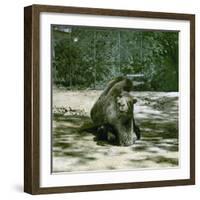 The Dromedary in the Jardin Des Plantes, Paris (Vth Arrondissement), Circa 1890-1895-Leon, Levy et Fils-Framed Photographic Print