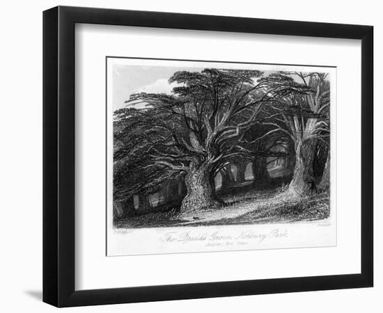 The Druid's Grove, Norbury Park, Surrey, 19th Century-Thomas Allom-Framed Giclee Print