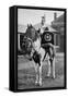 The Drum Horse of the 17th Lancers, 1896-Gregory & Co-Framed Stretched Canvas
