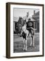 The Drum Horse of the 17th Lancers, 1896-Gregory & Co-Framed Giclee Print